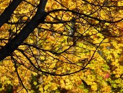 photo of golden autumn tree