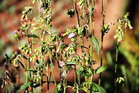 tsvetushchaya vysokaya trava 22/5000 blooming tall grass
