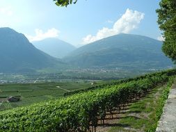 rows of vineyards with green leaves