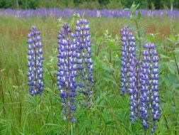 purple lupin plants in a green grass