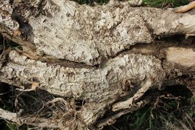 Brown Old Wood