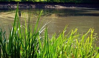 green grass in the meadow near the lake