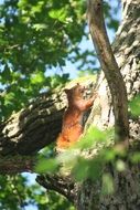 Squirrel on a tree in a forest