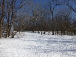 Landscape with the snow in the park