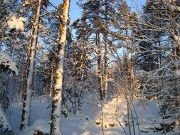 snow slope and frozen trees in the forest