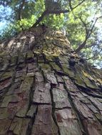 textured tree bark in the forest
