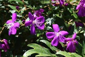 Glory Bush or Tibouchina