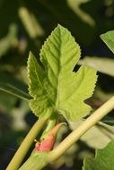 delightful Fig Leaf