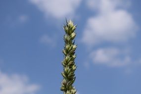 Wheat and beautiful sky