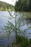 Lower Grumbach Pond