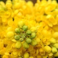 yellow flower plant closer view