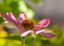 delicate pink rosehip flower