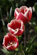 red Tulips Plants