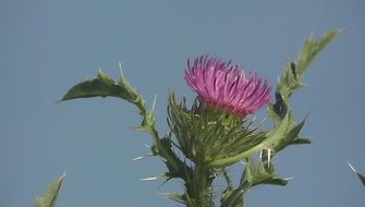 captivating Spiny Flower