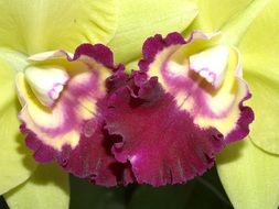 yellow-purple orchid close-up