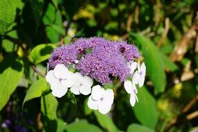 flower on a bush in a botanical garden
