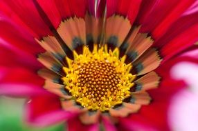 bright yellow core of scarlet flower