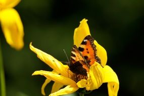 brown butterfly on a yellow flower close-up