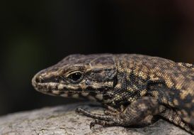 head of spotted Lizard close up