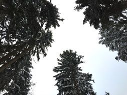 snowy treetops in the forest