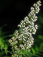 white oblong inflorescence like a candle
