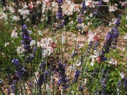 shrub of wild flowers
