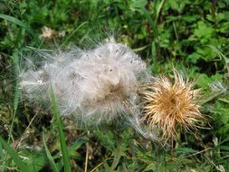 Flower seeds of thistle