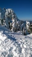 winter forest in mountains