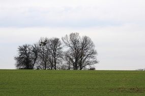 dark trees in a green meadow