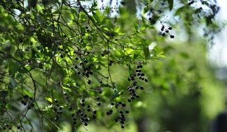black Berry on tree scene