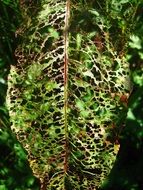 Away leaf in summer