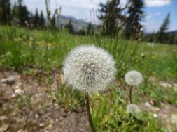 fluffy dandelion flowers in a meadow