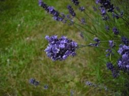 Lavender inflorescences close up