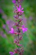 branch with purple flowers