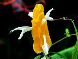 exotic yellow blossom