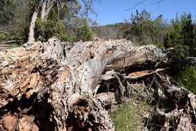 Fallen Tree trunk in Forest