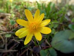 Yellow spring plant in a forest, celandine