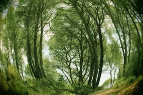 Landscape of the beautiful green forest