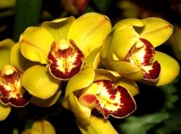 bright orchid flower decorative decorative