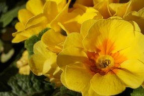 Primroses Spring Flower