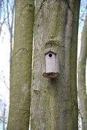 tree feeder in the forest