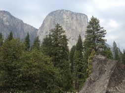 forest on the background of the famous mountains in Yosemite National Park, California