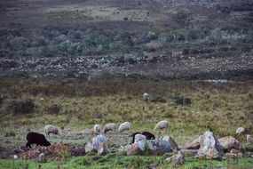 sheep in wild fields
