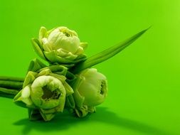 bouquet of white lotus in a green background