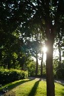 Tree Sun Nature