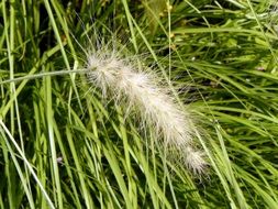 Beautiful white fluffy flower near green grass