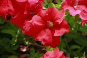 Red Petunia Flower