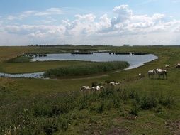 sheep herd on meadow at water, new zealand