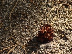 lump and dry needles on the ground