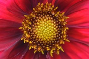 red dahlia with yellow core closeup